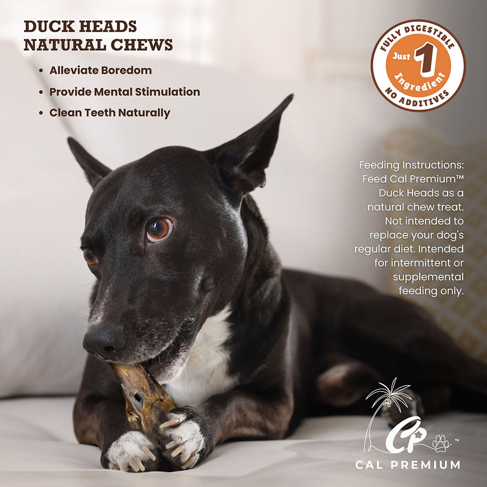 Duck Heads - Image 4