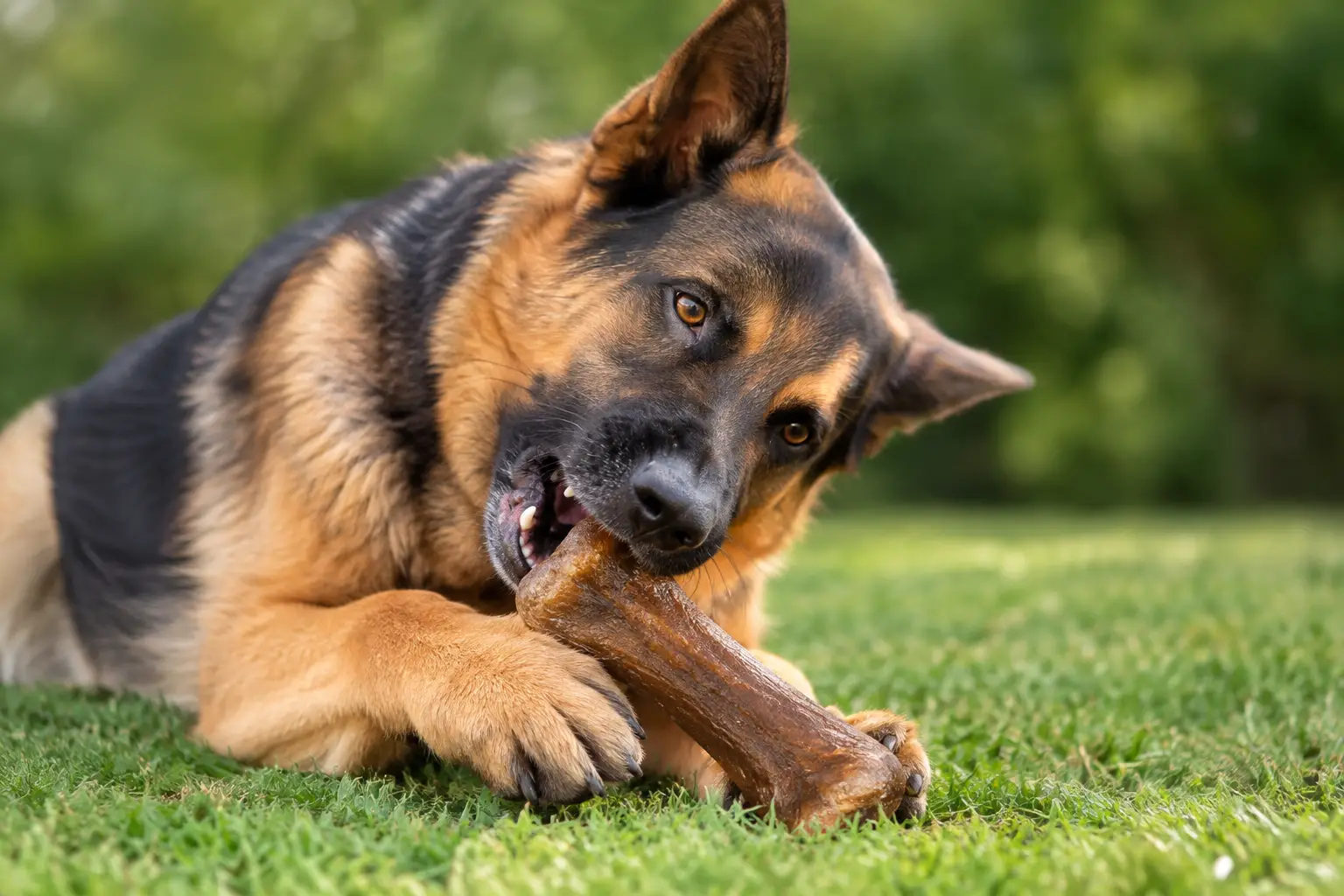 Best Chews for Aggressive Dogs That Last